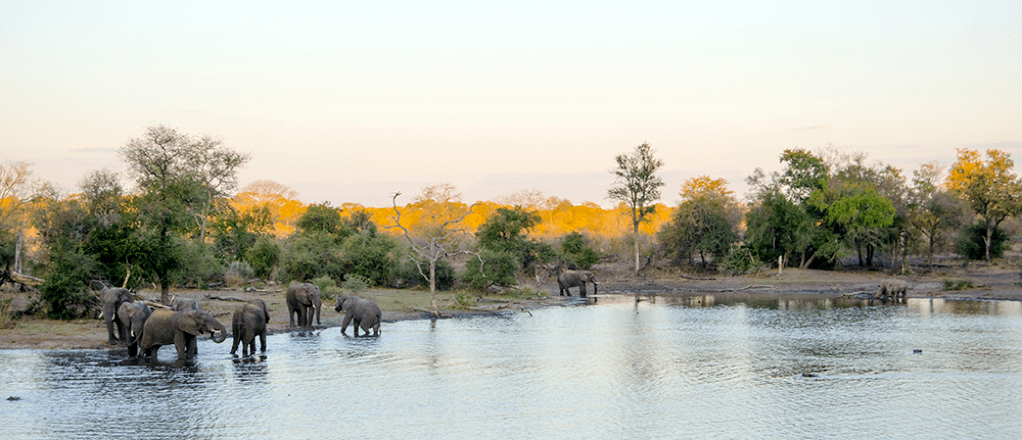 Singita Pamushana Wildlife Snapshot