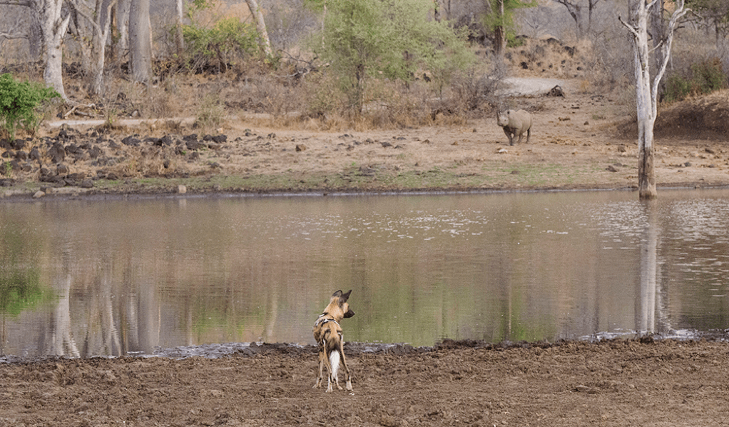 Singita Pamushana Wildlife Snapshot