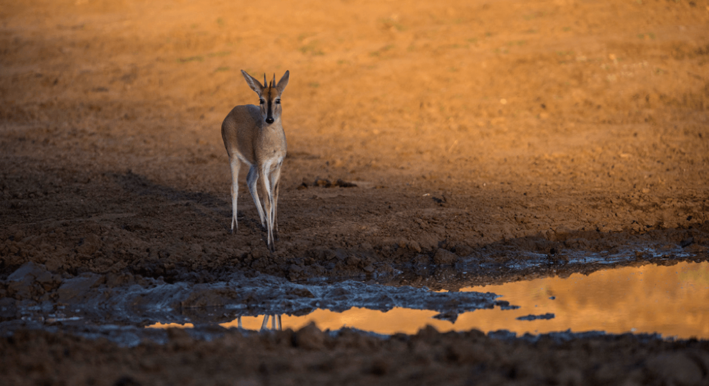 Singita Pamushana Wildlife Snapshot