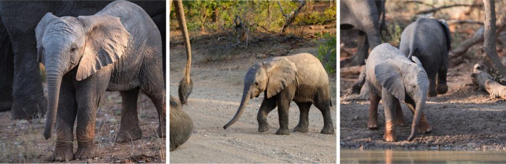 Singita Pamushana Wildlife Snapshot