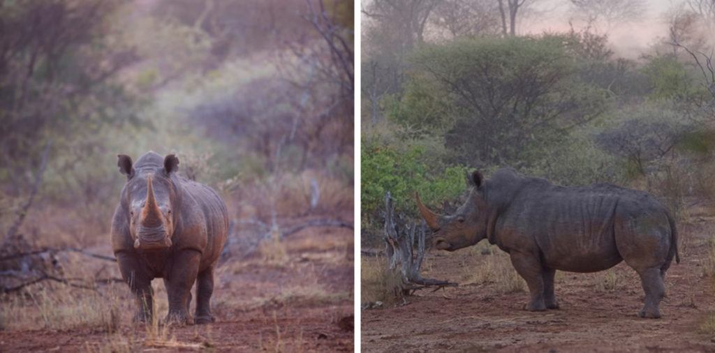 Singita Pamushana Wildlife Snapshot