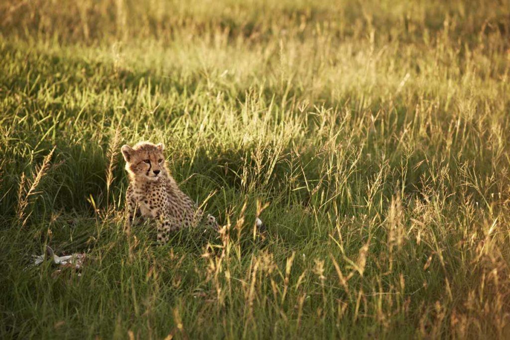 Singita Grumeti, Tanzania