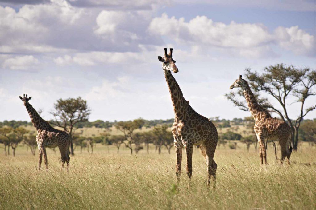 Singita Grumeti, Serengeti, Tanzania