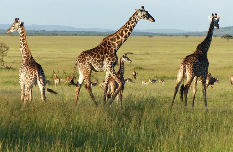 Green Season at Singita Serengeti