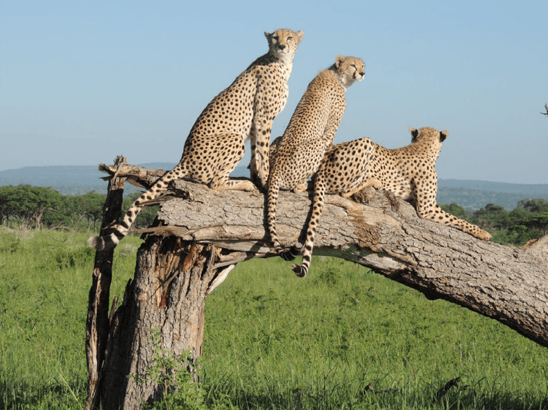 Green Season at Singita Serengeti