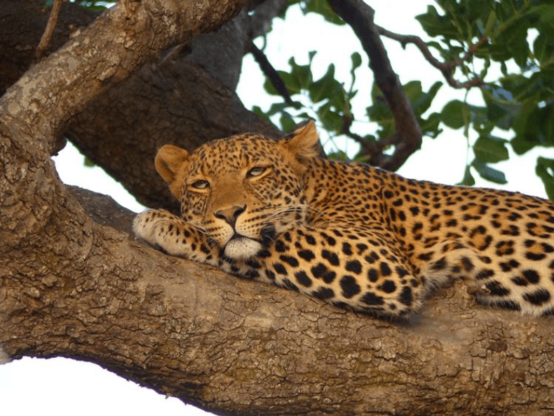 Green Season at Singita Serengeti