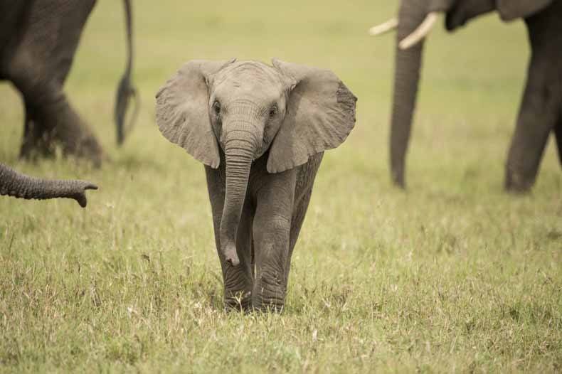 Green Season at Singita Serengeti