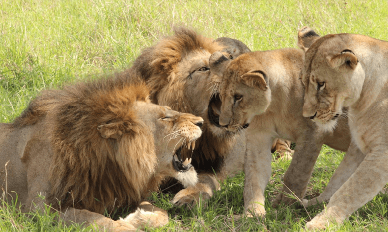 Green Season at Singita Serengeti