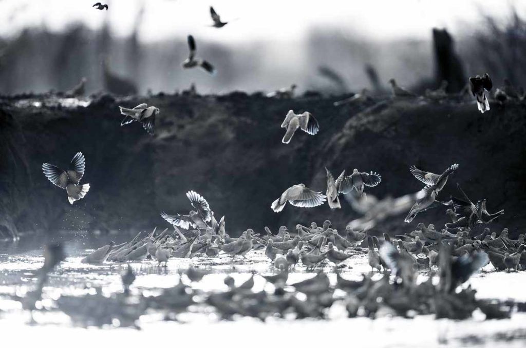 Singita Pamushana Lodge - Photographic Hide