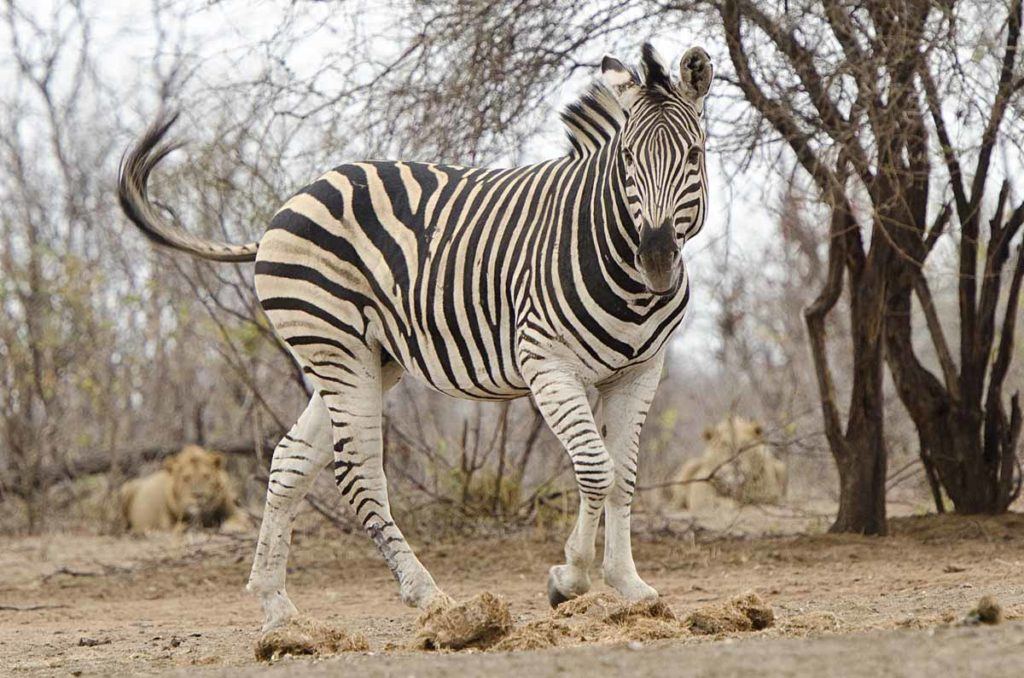 Singita Pamushana Lodge - Photographic Hide