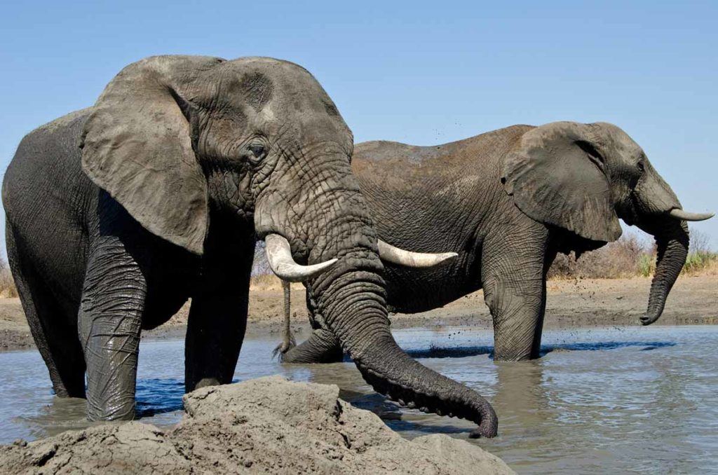 Singita Pamushana Lodge - Photographic Hide