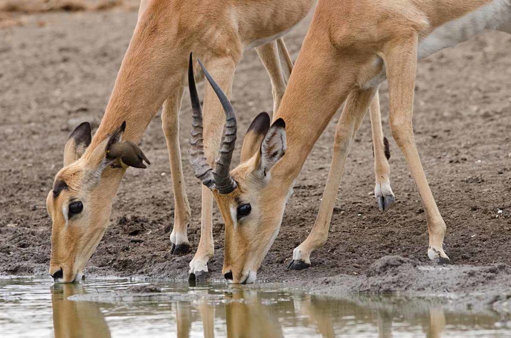 Singita Pamushana Lodge - Photographic Hide