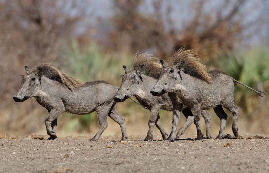 Singita Pamushana Lodge - Photographic Hide