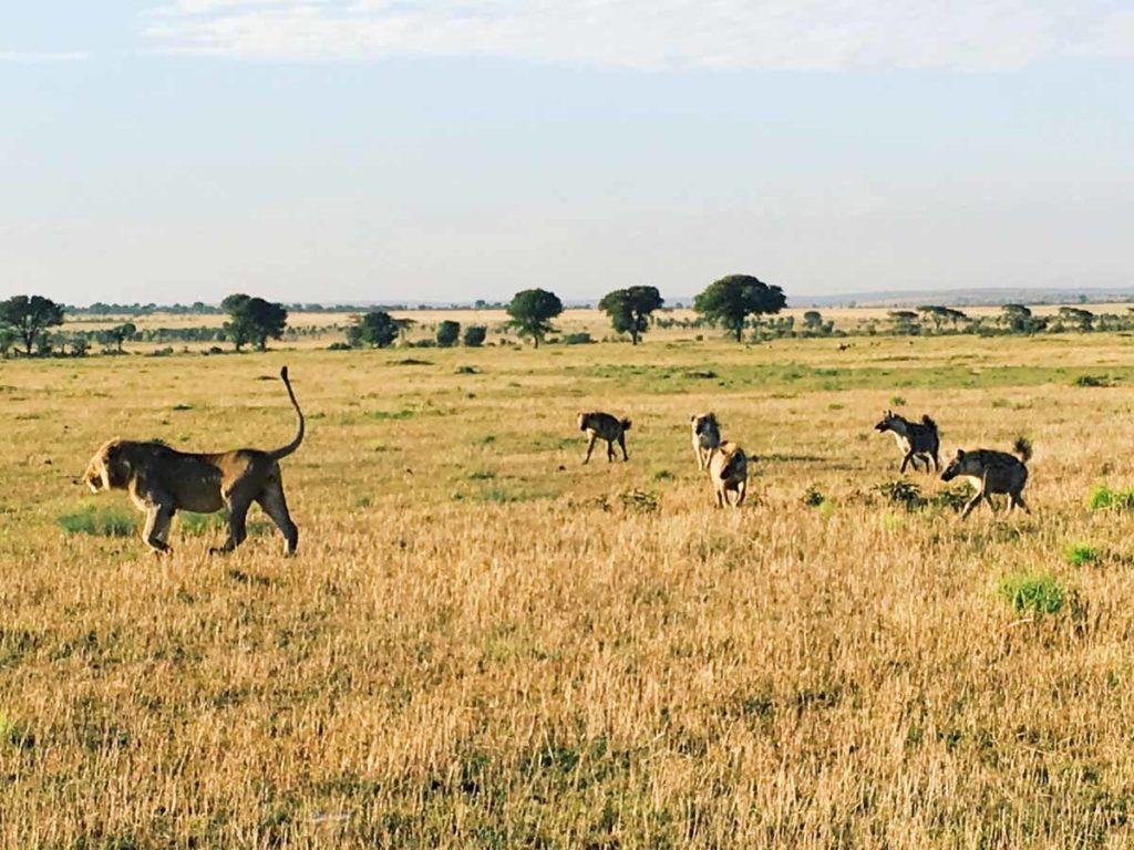 Singita Serengeti with Kendra Vellante