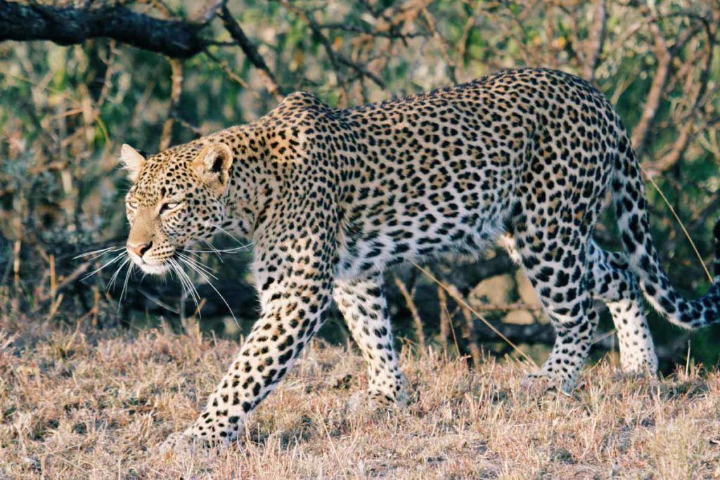 Singita Serengeti with Kendra Vellante