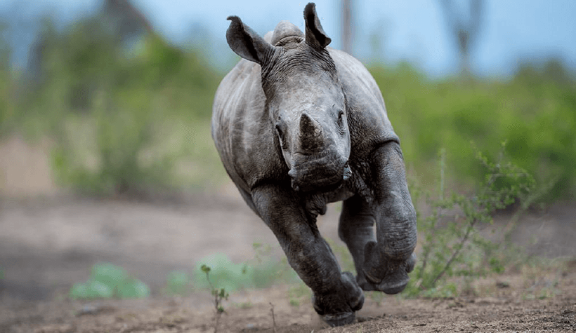 Rhino calf
