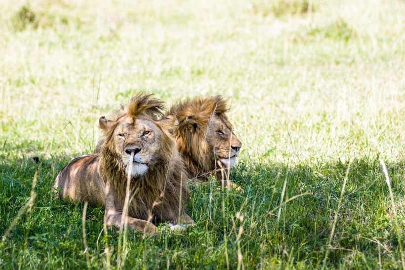 Adult male lions