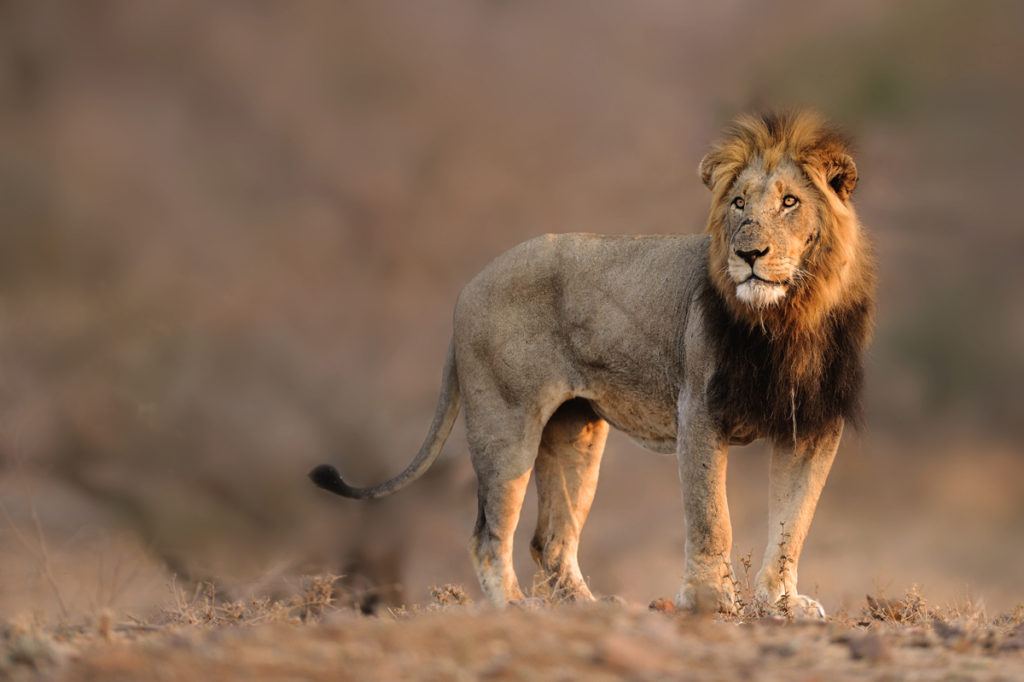 Adult male lion