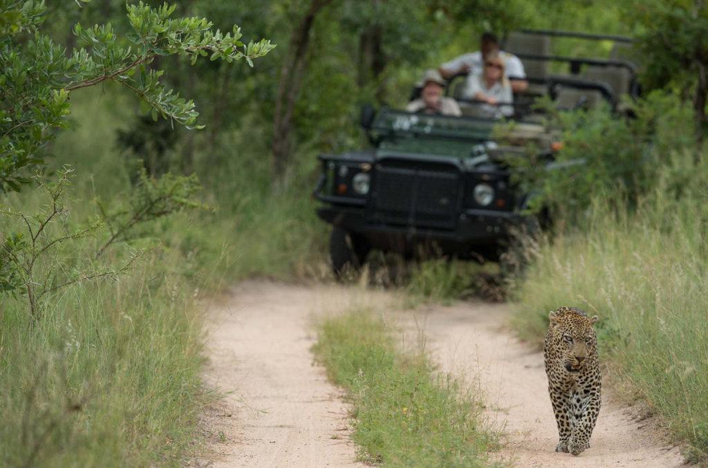 Leon tracking a leopard in Singita Sabi Sand