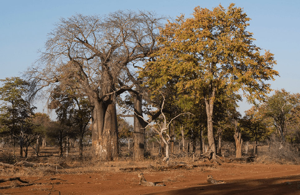 Singita Pamushana, Zimbabwe