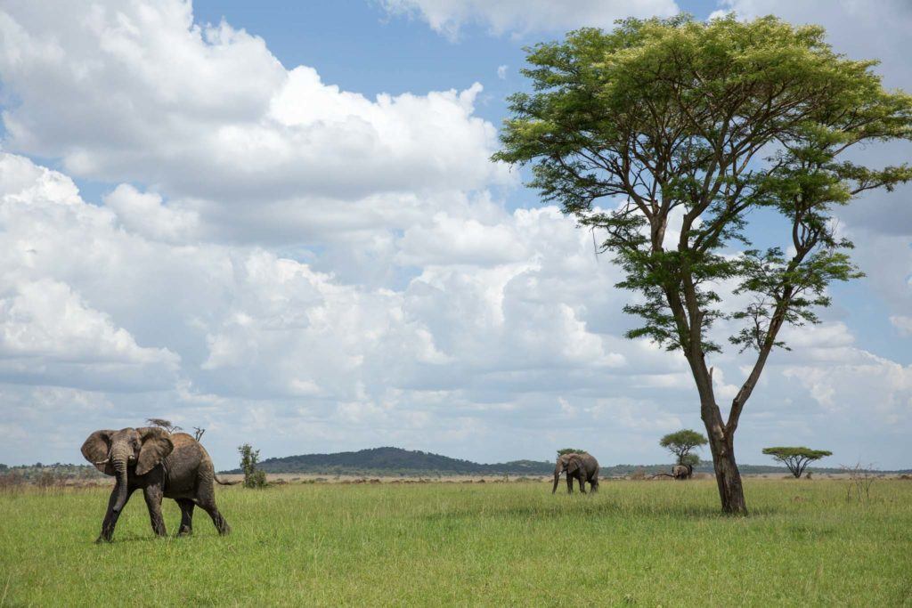 Serengeti Green Season