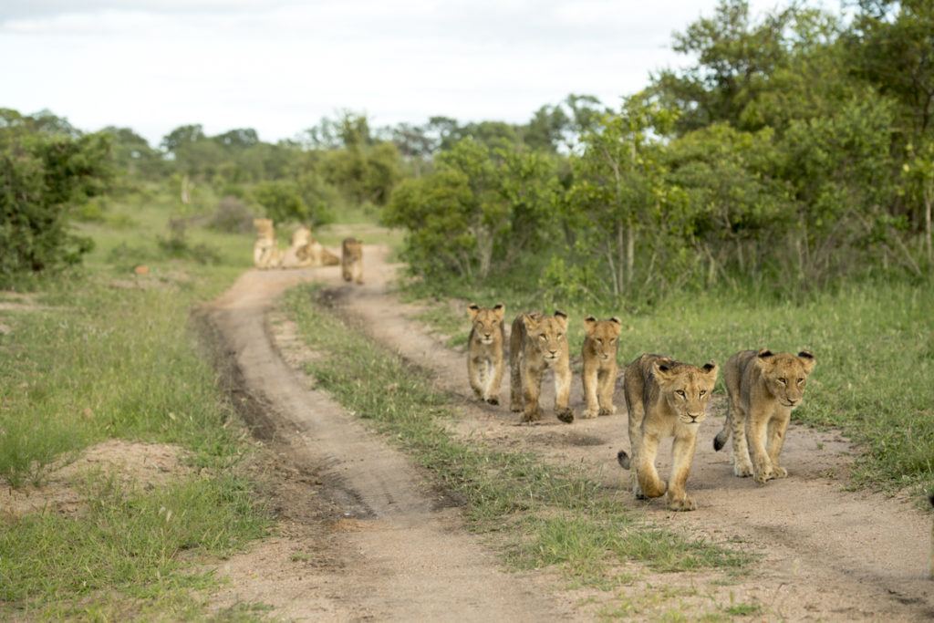 Singita, a Conservation Company