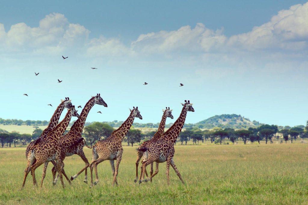 Singita, a Conservation Company