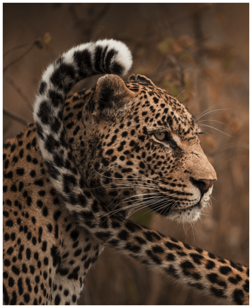 Singita, a Conservation Company