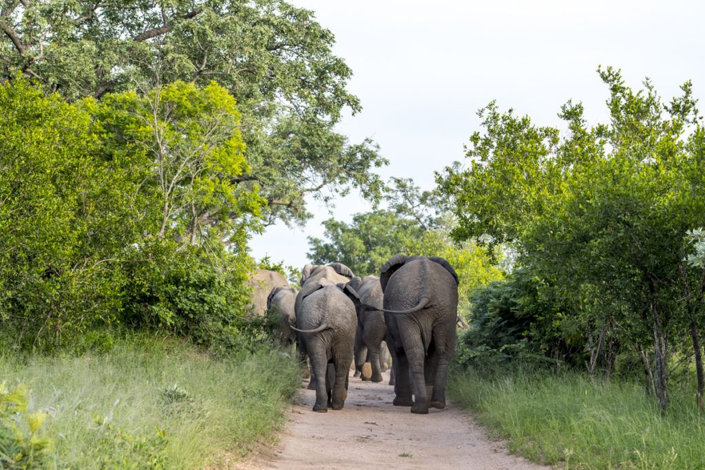 Singita, a Conservation Company