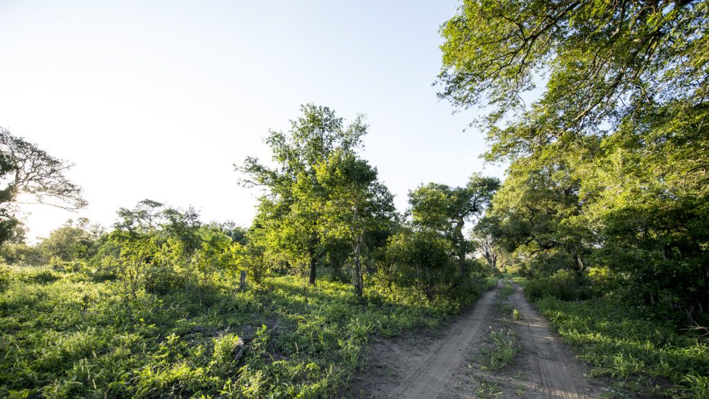 Landscape - Singita Sabi Sand