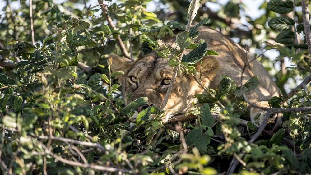 Singita Grumeti, Tanzania