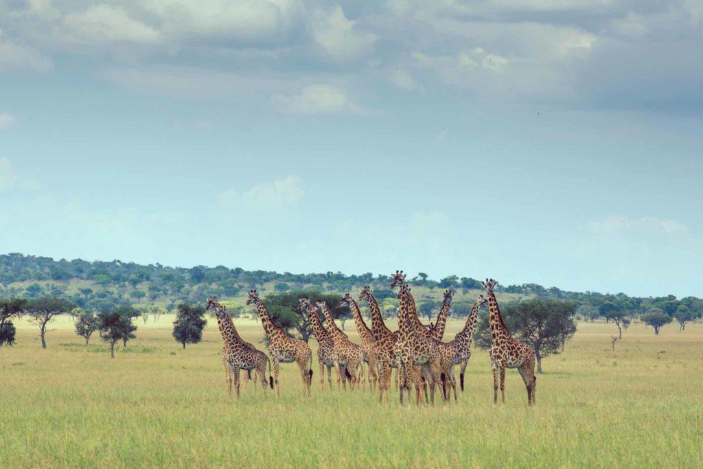 Singita Grumeti, Tanzania