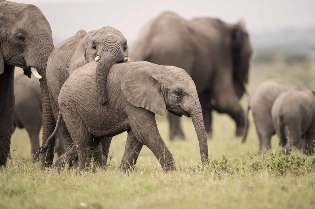 Singita Grumeti | Conservation | Anti-Poaching