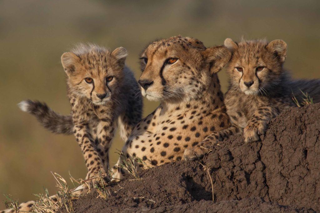 Singita Grumeti, Tanzania