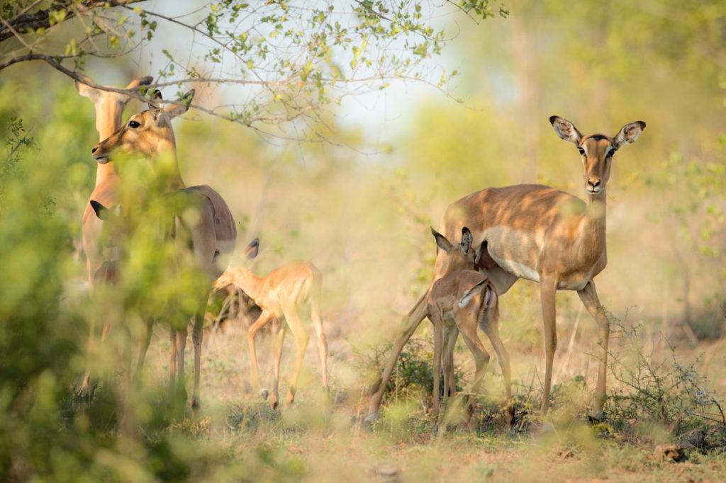 Singita Sabi Sand