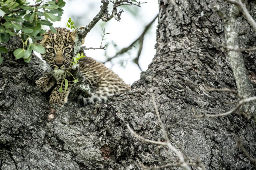 Hlab’nkunzi cub - Singita Sabi Sand