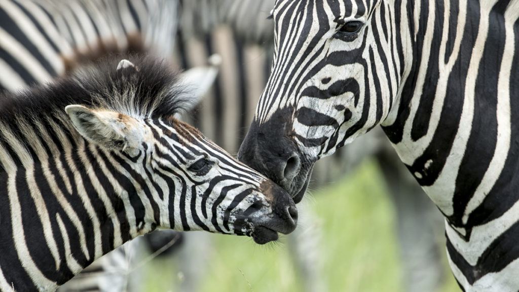 Singita Sabi Sand