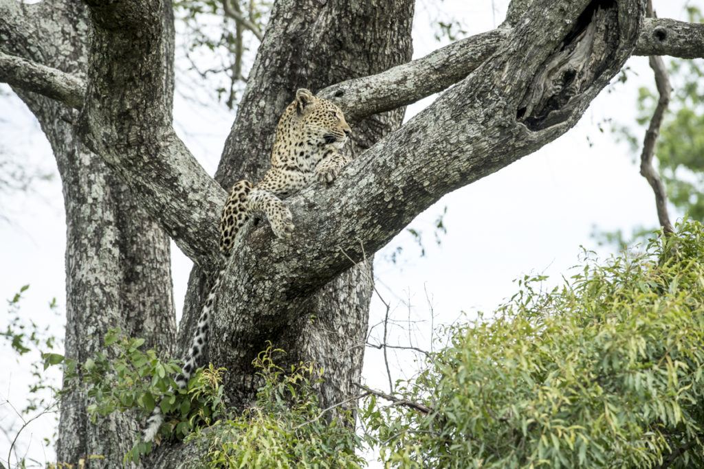 Hlab’nkunzi female - Singita Sabi Sand