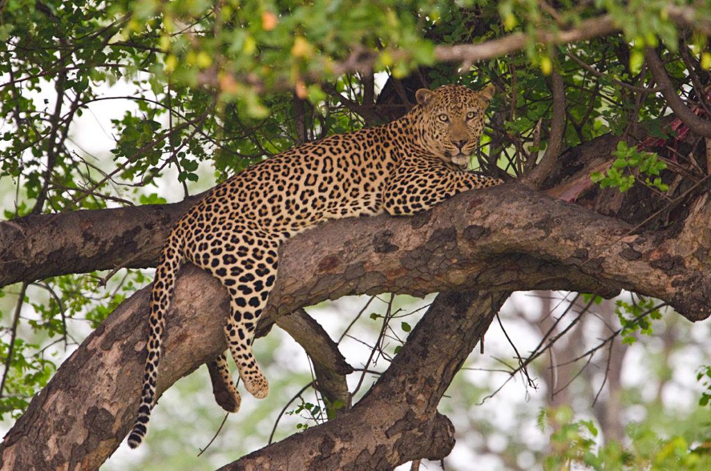 Singita Pamushana Lodge, Zimbabwe