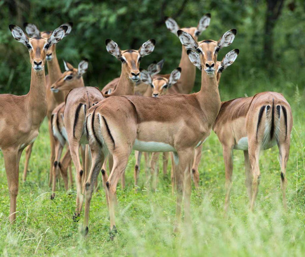 Gonarezhou National Park, Zimbabwe