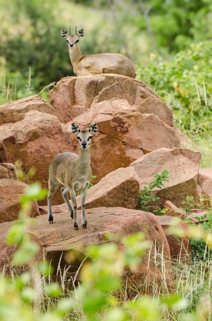 Gonarezhou National Park, Zimbabwe