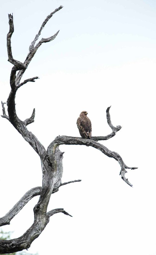 Gonarezhou National Park, Zimbabwe