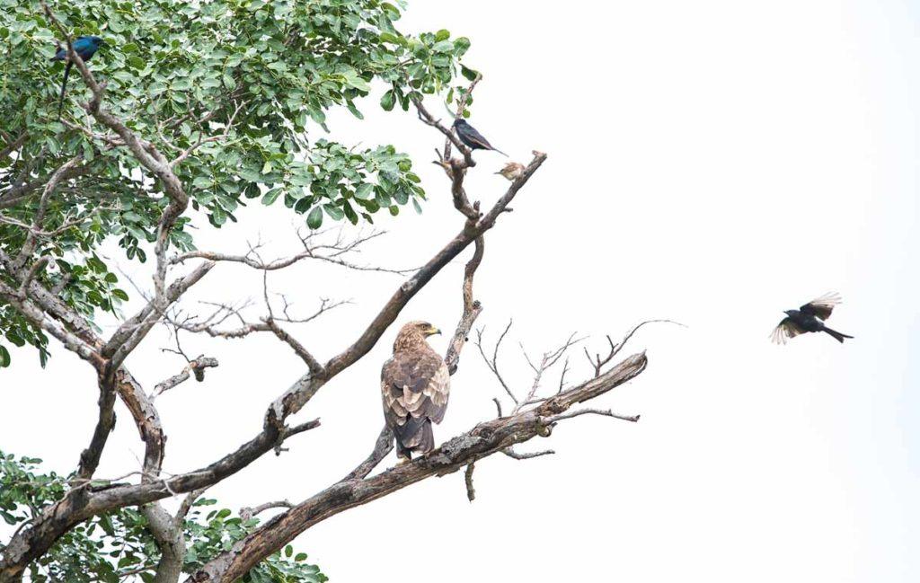 Gonarezhou National Park, Zimbabwe