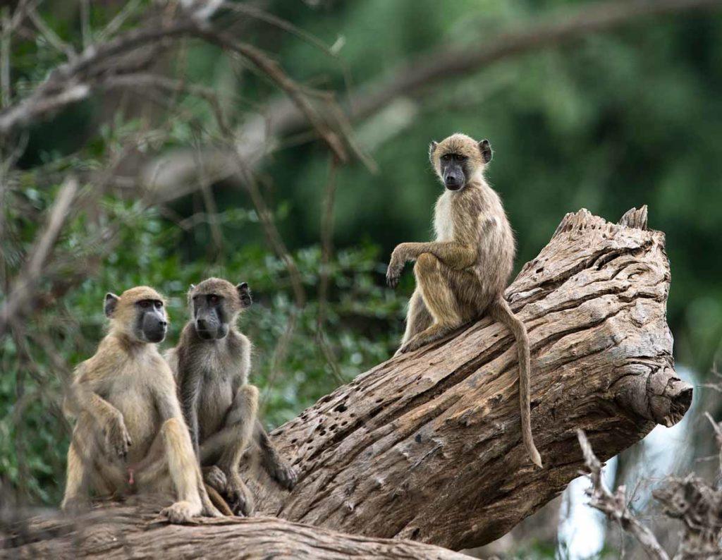 Gonarezhou National Park, Zimbabwe