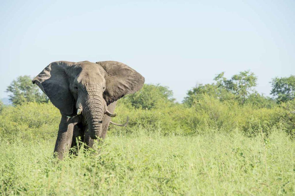 Singita Pamushana, Zimbabwe