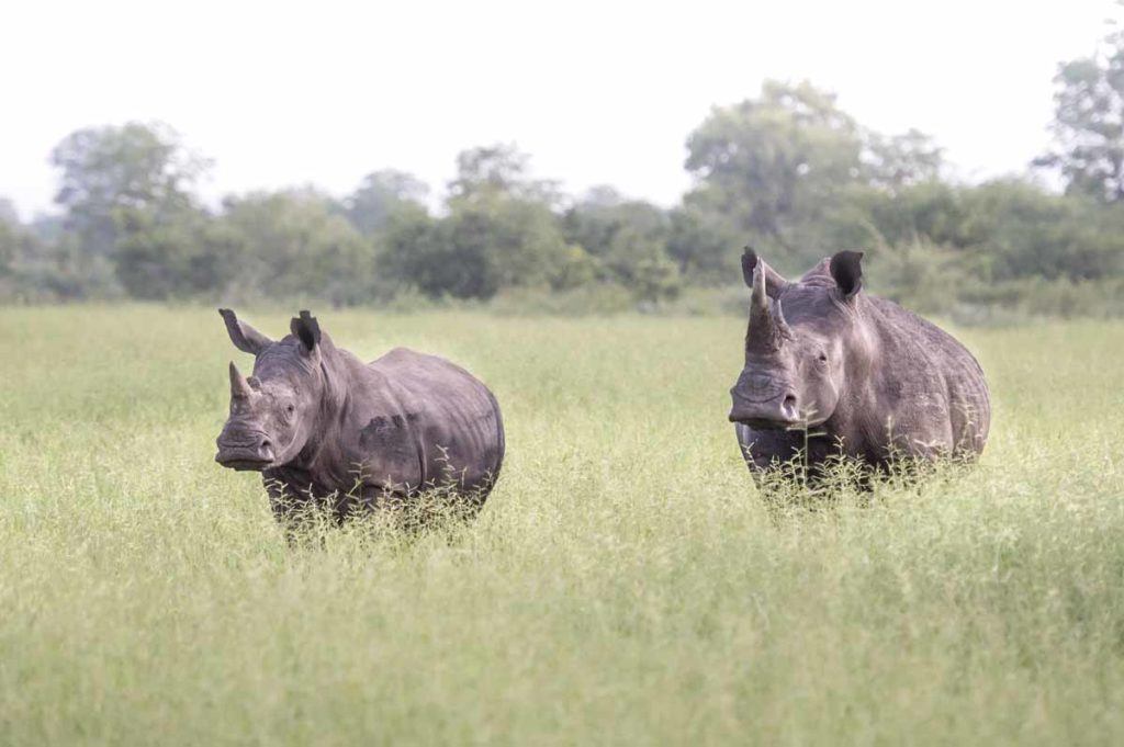 Singita Pamushana, Zimbabwe