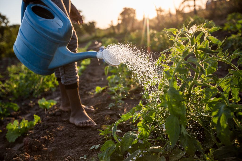 Singita's Kitchen Gardens