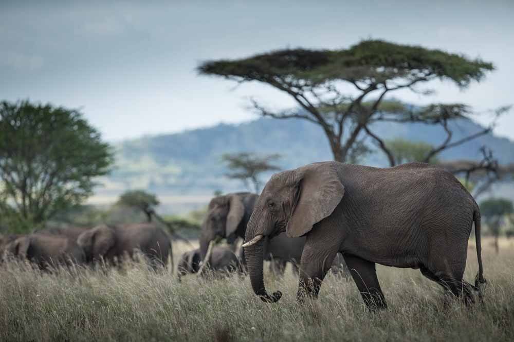 Singita Grumeti, Tanzania