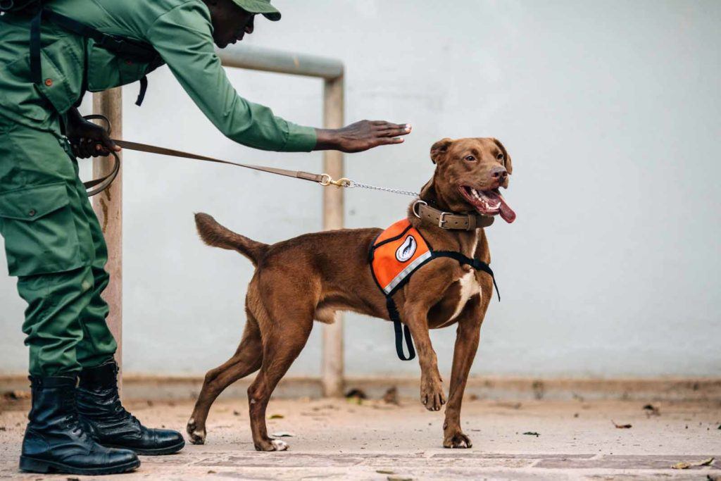 Singita Grumeti Canine Anti-Poaching Unit