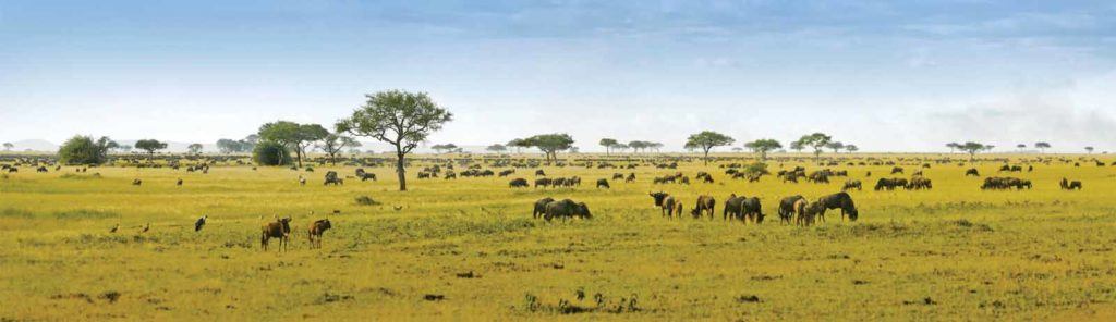 Serengeti Green Season
